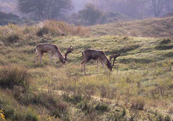 2023 - Amsterdamse Waterleidingduinen