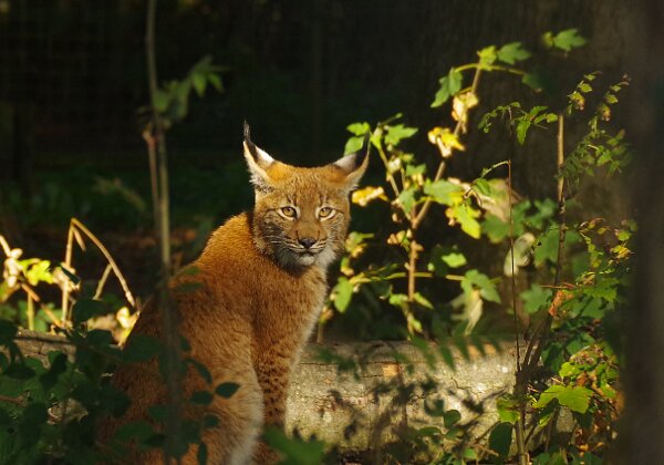 Anholter Wildpark