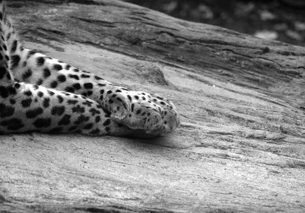Burgers Zoo