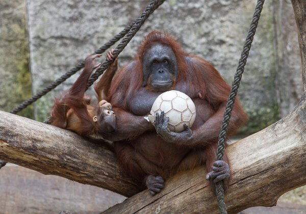 Zoo Muenster